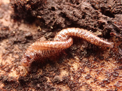 Craspedosomatidae