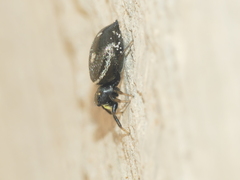 Heliophanus apiatus