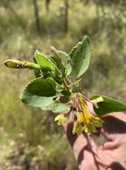 Goodenia grandiflora