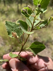 Goodenia grandiflora