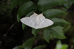 Ourapteryx nivea