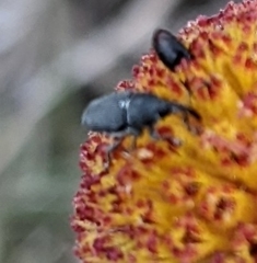 Odontocorynus salebrosus
