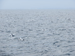 Delphinus
