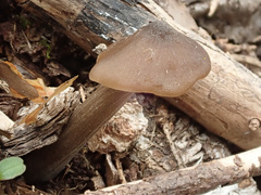 Entoloma hirtipes