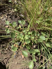 Goodenia grandiflora