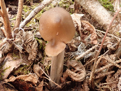 Entoloma hirtipes