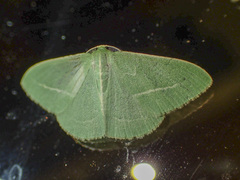 Chlorocoma stereota