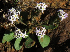Manulea fragrans