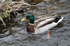 Anas platyrhynchos
