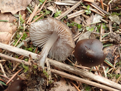 Mycena plumipes
