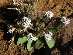 Manulea fragrans