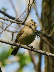 Phylloscopus collybita