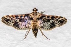 Rhimphalea lindusalis