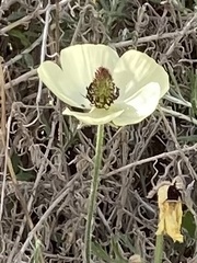 Ranunculus asiaticus