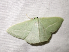 Chlorocoma stereota