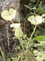 Ranunculus asiaticus