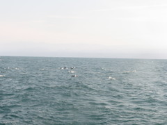Delphinus
