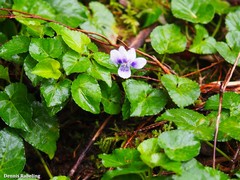 Viola anagae