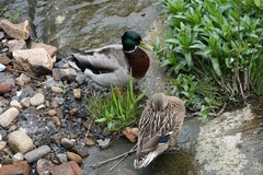 Anas platyrhynchos