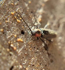Stenosphenus notatus