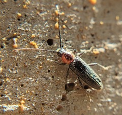 Stenosphenus notatus