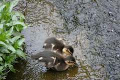 Anas platyrhynchos