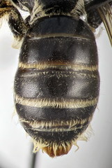 Andrena leucolippa