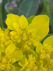 Euphorbia