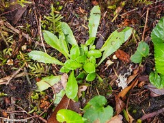 Tolpis glabrescens