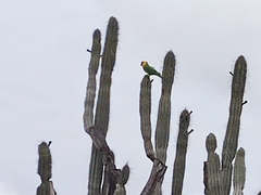 Eupsittula pertinax xanthogenia