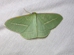 Chlorocoma stereota