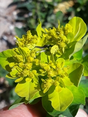 Euphorbia