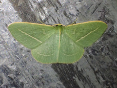 Chlorocoma stereota