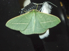 Chlorocoma stereota