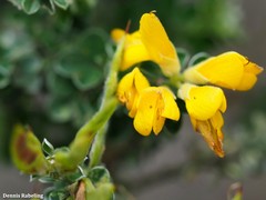 Genista canariensis