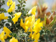 Genista canariensis