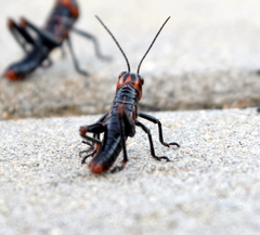 Tropidacris collaris