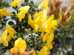 Genista canariensis