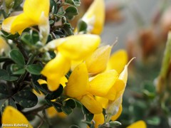 Genista canariensis