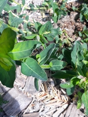 Euphorbia