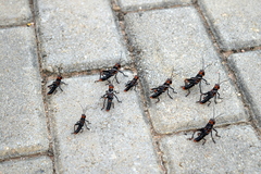 Tropidacris collaris