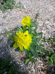 Euphorbia