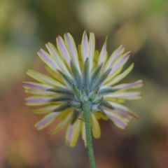 Crepis vesicaria