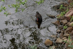 Gallinula chloropus