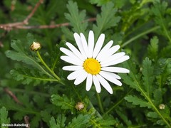 Argyranthemum broussonetii