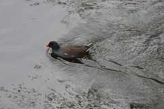 Gallinula chloropus