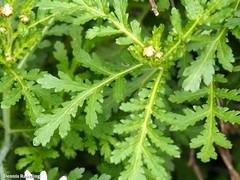 Argyranthemum broussonetii