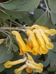 Pseudofumaria lutea