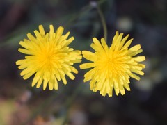 Crepis vesicaria
