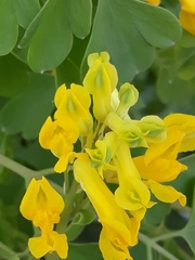 Pseudofumaria lutea